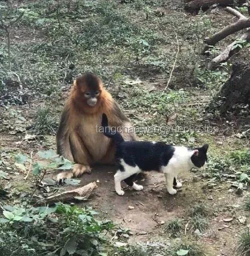 **《第一集：老猫猴子进村！——传统与新兴乡村元素融合的对比分析》**